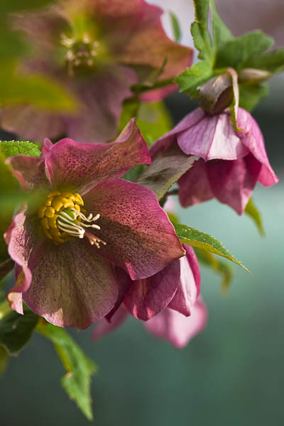 Royal Heritage Hellebore at Olbrich Botanical Garden in Madison Wisconsin