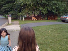 Girls approaching deer