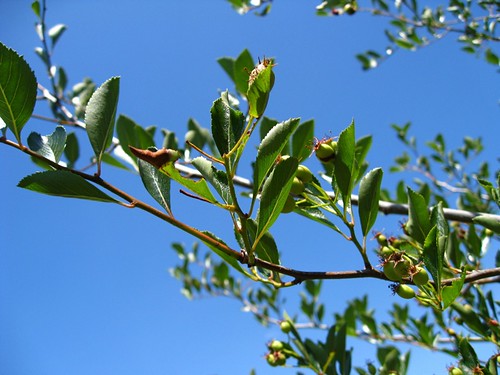 Hawthorne Tree berries
