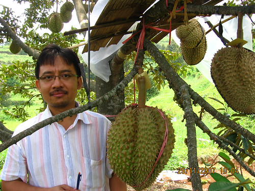 durian Plantera