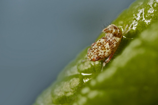 Leafhopper (Orientus ishidae) nymph