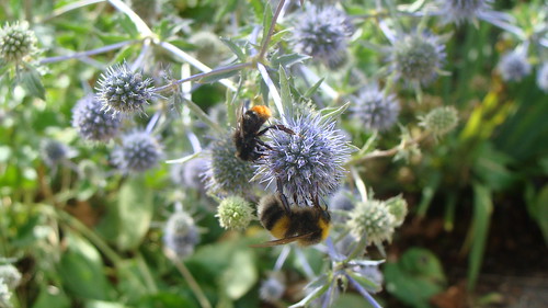 Bumble bees love the globe thistles of Hyde Park Corner organic plants victoria bc
