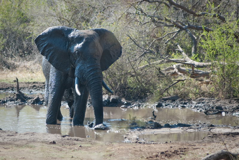 Elephant in Watering Hole
