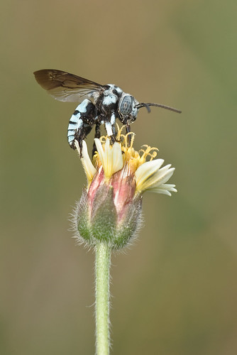 6.7 Parasitic Bee ...