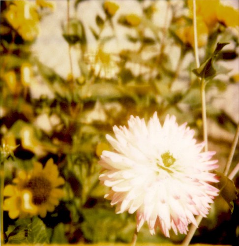 Dahlia and Sunflowers