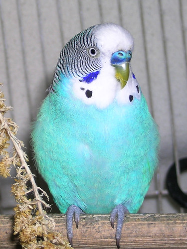  pastel parrot DSCN4567