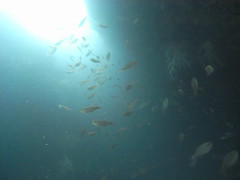 Kumomi Diving