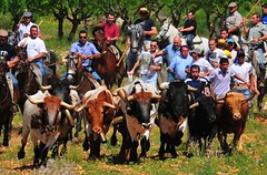 14-05-2011. Primer encierro. Toros de la ganadería La Alpujarra