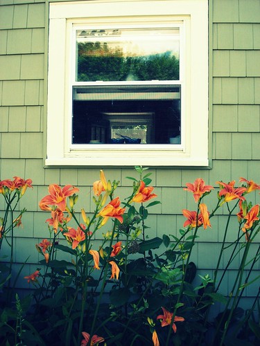 the kitchen window