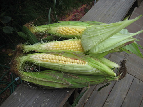 corn from the garden