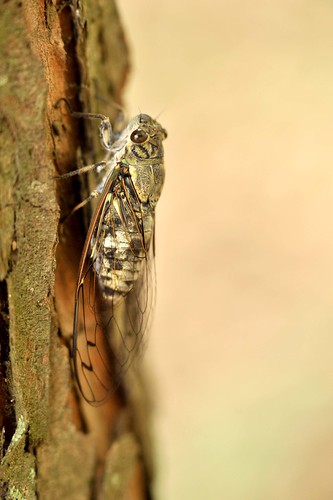 cicada7
