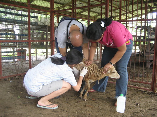 James, Nini & Jeza work on getting lice off the sheep.