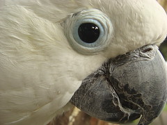 lesser sulphur-crested cockatoo (goatsfoot) Tags: park bali macro bird eye closeup indonesia beak parrot sulphur cockatoo sulfur crested lesser cacatua sulphurea