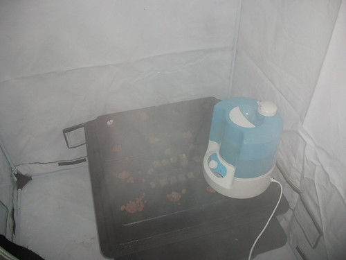 4050036676 7374524a4d Humidifier in action.