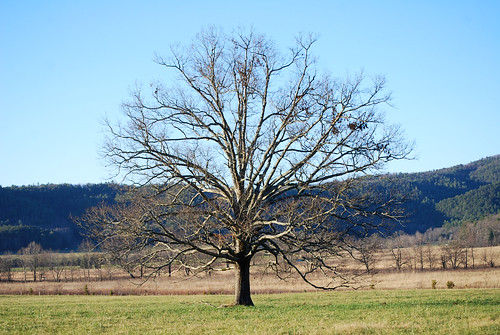 SS48_Tree[2009]