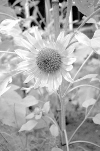 sunflower (ir) [#48606]