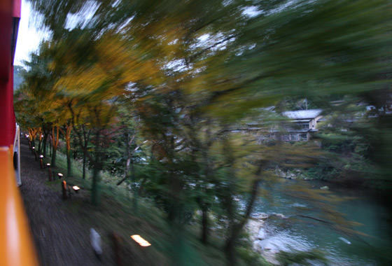 Zooming past the illuminated trees