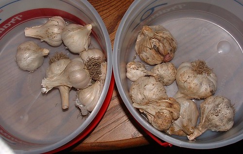 Garlic Ready for Storage