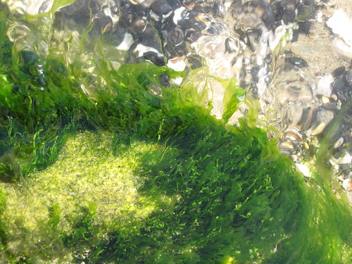 seaweedy rock