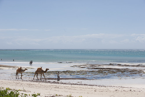 0716-1198 Diani - beach and camels.jpg