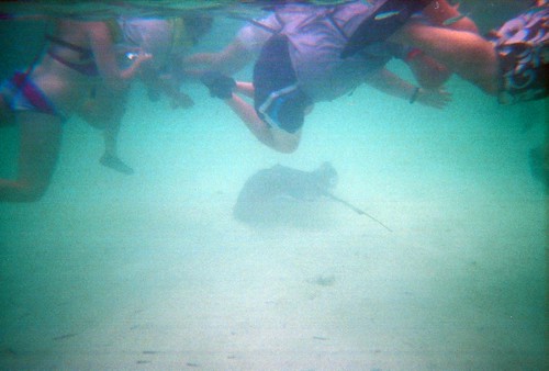 Sting Ray w/ Swimmers
