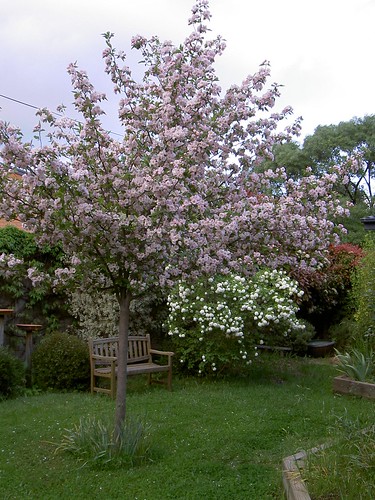 Back garden in late spring