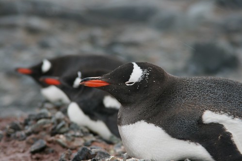 Gentoo penguins in a row on their nests by christmas star