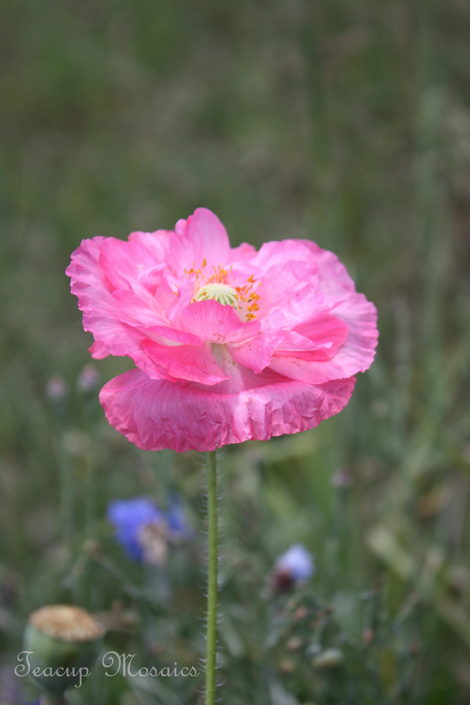 Wild-Pink-Poppy