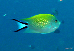 Spotbreast angelfish, Okinawa Japan