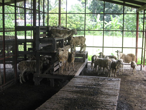 The sheep at Tabon Veterinary Teaching Hospital.