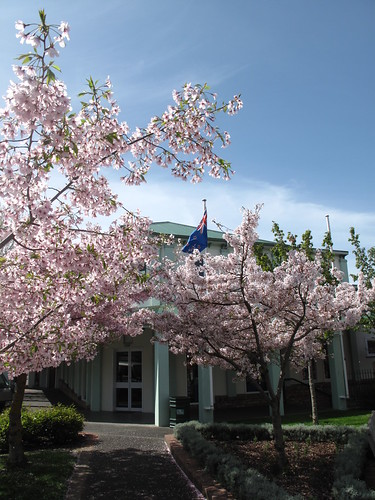 Cherry blossom tree in Wanganui, NZ
