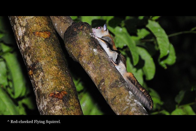Red-cheeked Flying Squirrel