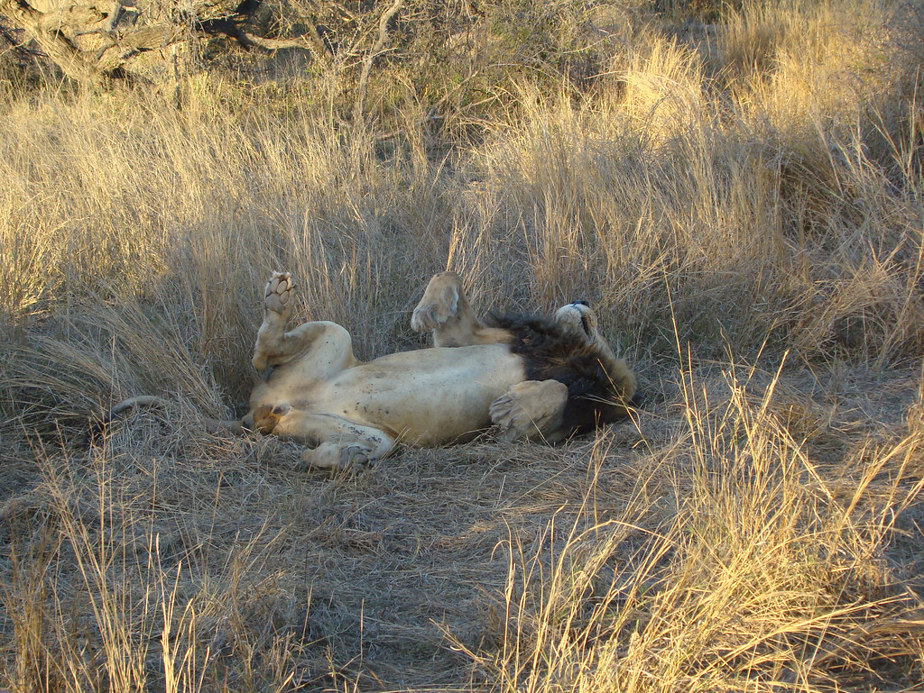 DSC08437 Lion sleeping