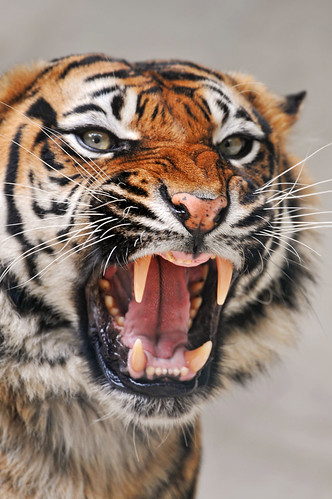  フリー画像| 動物写真| 哺乳類| ネコ科| 虎/トラ| 威嚇| 怒る|     フリー素材| 