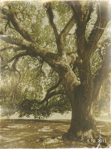 Swan Park old oak by bichonphoto