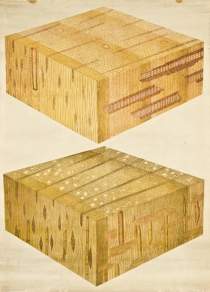Woody cells of conifer -- Anatomia Vegetal 1929, pub. by FE Wachsmuth f