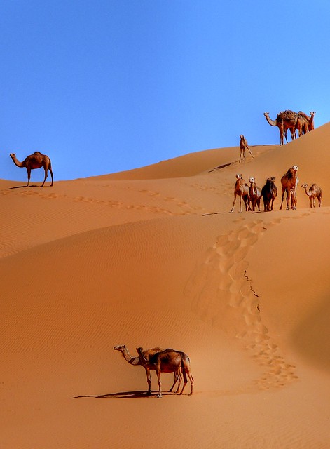 Camels dune (Algeria)-  La dune des dromadaires