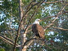 August Morning Eagle