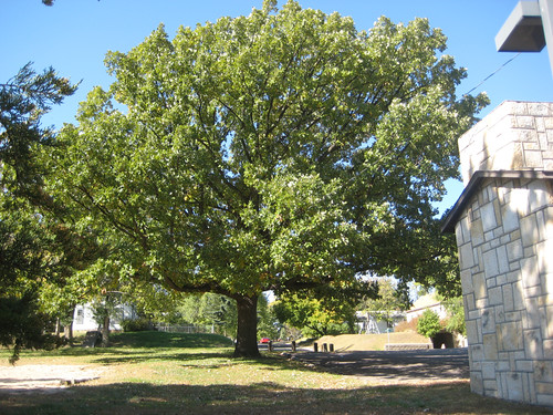 Oak Tree