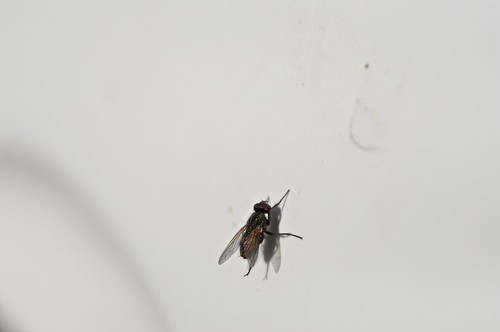 mosca común