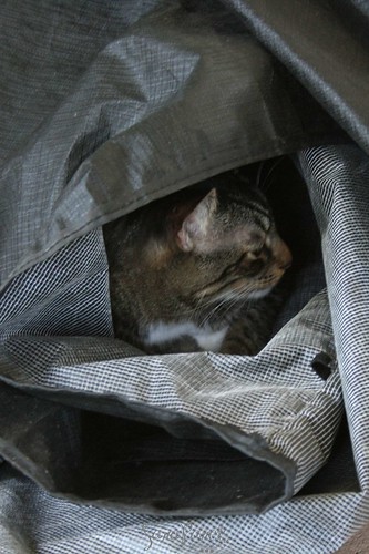 Wonder Cat nestled in tight. 