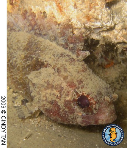 False scorpionfish