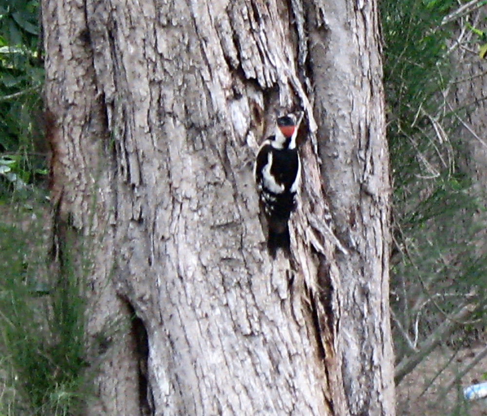 20-05-2011-syrian-woodpecker2