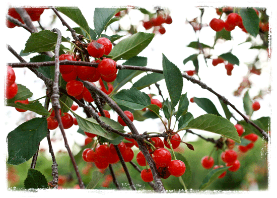 Cherries-with-Edge