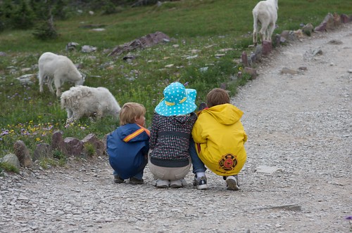 Mountain Goats -- Glacier National Park