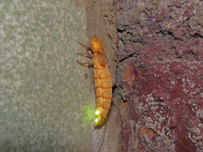 螢火蟲幼蟲