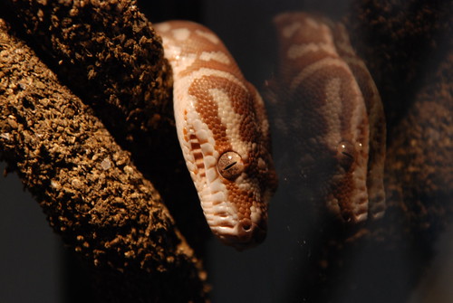 Apophis (Centralian Carpet Python, Morelia bredli)