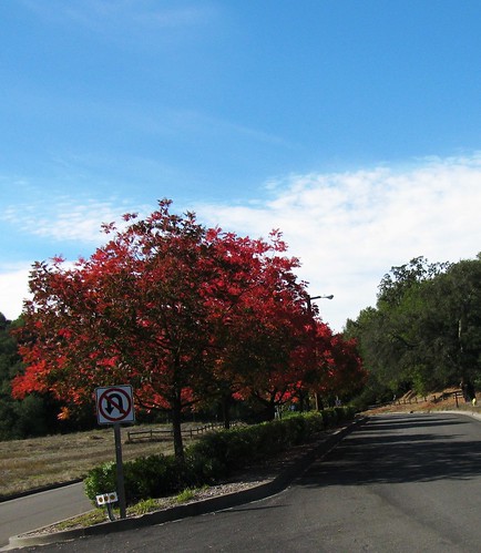 pacheco valley trees 2