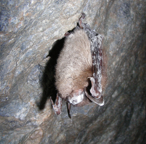 Bat showing symptoms of White-nose Syndrome