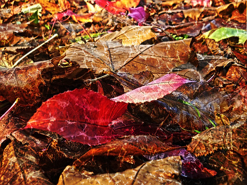 foglie autunnali ritoccate con photoshop